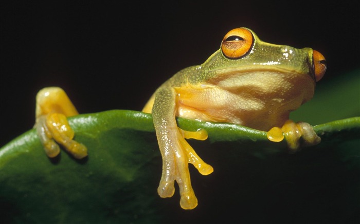 Orange-Eyed Tree Frog Kikori River Delta Papua New Guinea Views:10251 Date:2011/7/15 1:34:32