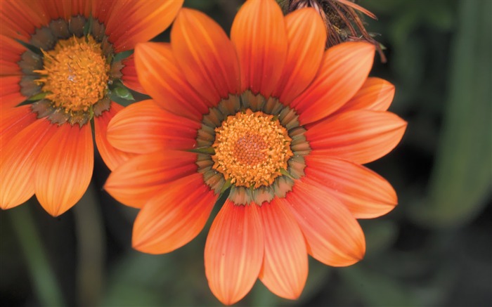 Orange Dahlia Flower Picture Views:15084 Date:2011/7/5 9:37:25