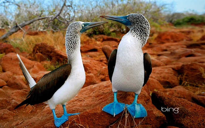 Paire de fous à pattes bleues îles Galapagos en Equateur Vues:32138