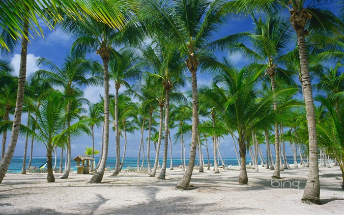 Les palmiers sur la plage de Punta Cana République Dominicaine Vues:48904