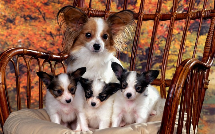 Papillon Mom and Puppies Views:11810 Date:2011/7/15 1:34:52