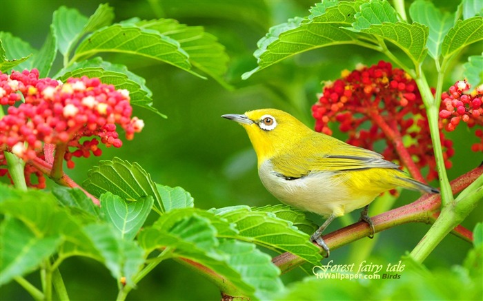 Picturesque birds-colorful birds Wallpaper Views:34208 Date:2011/7/8 16:38:17