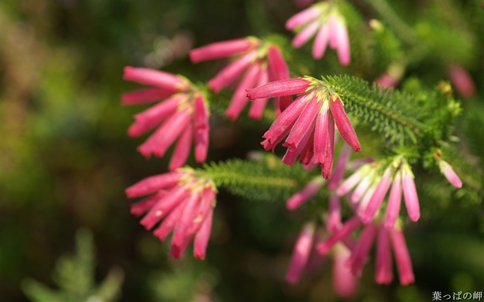 Flores rosadas de Erica mammosa-HD Erica Flower Picture Vistas:13981