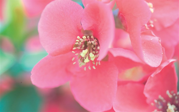 Pink FLowers Wild Flower Photography Picture Views:14973 Date:2011/7/5 9:37:44