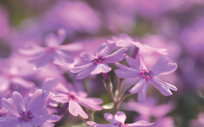 Pink Flowers Wild Flowers photography Picture Views:9138 Date:2011/7/5 9:38:11