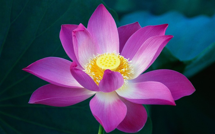 Pink Lotus Flower wallpaper Views:58939 Date:2011/7/22 7:09:18