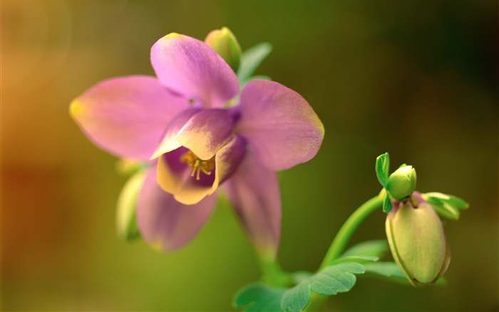 Pink Narcissus Flower Picture Views:15468 Date:2011/7/5 9:38:30