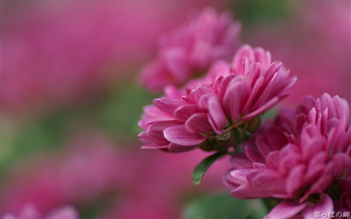 Fotografía de fotografía de plantas con flores rosadas Vistas:9564