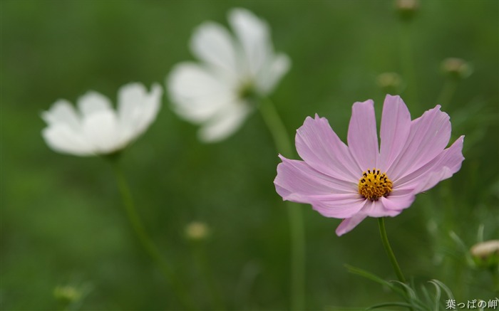 Rosado y blanco cosmos-HD cosmos flor foto Vistas:11654