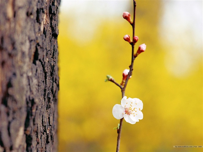 梅花桃花芽圖片 查看次數:9784