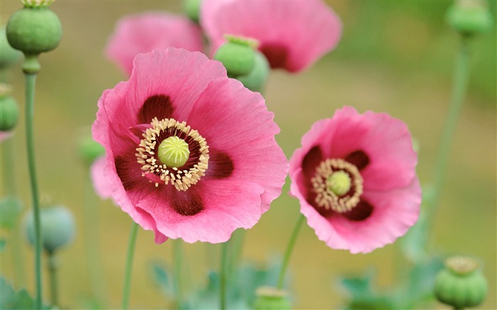 Poppies wallpaper Views:25214 Date:2011/7/22 7:09:40