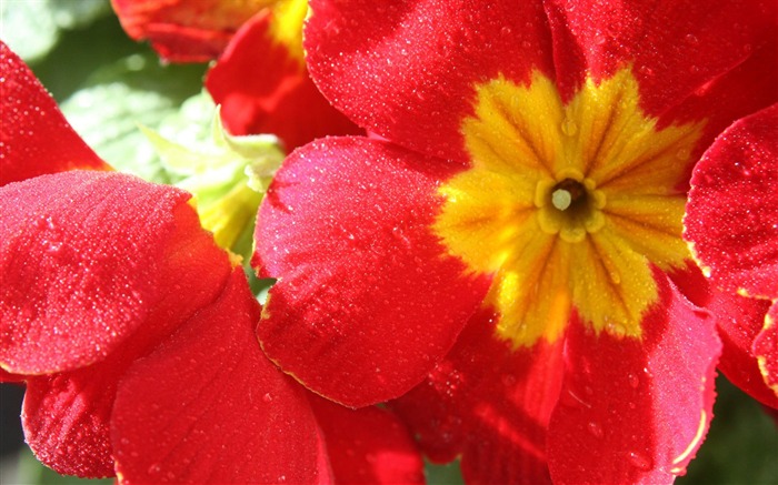 Primrose rouges wallpaper Vues:12966