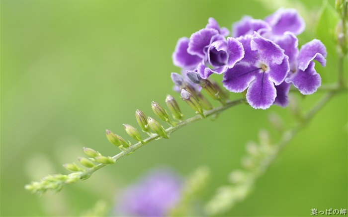 자주색 두란타 Erecta - Duranta 꽃 사진 사진 찾아보기 :9578