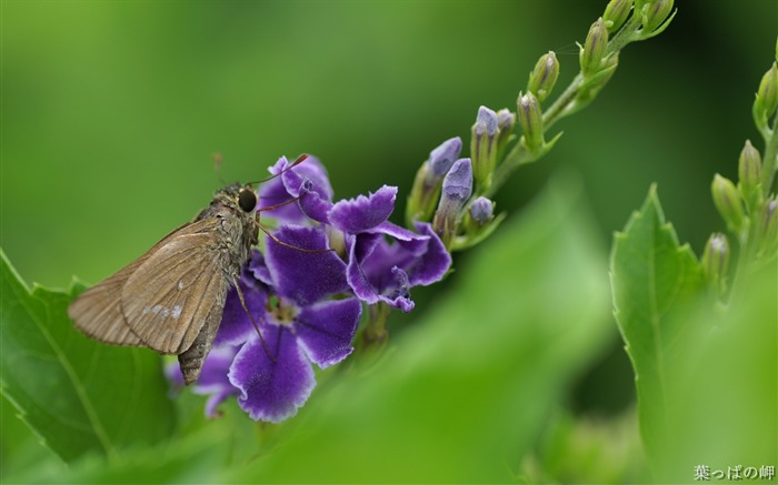 보라색 두란타 Erecta-Duranta Flower Picture 01 찾아보기 :9317