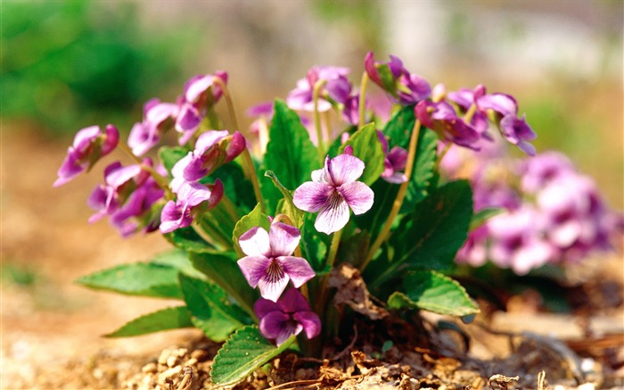 Purple Flowers Wild Flower Photography Picture01 Views:10980 Date:2011/7/5 9:39:15