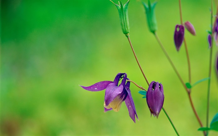 Purple Flowers Wild Flower Photography Picture 01 Views:11378 Date:2011/7/5 9:39:34