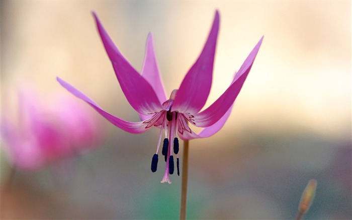 Purple Flowers Wild Flower Photography Picture 02 Views:9286 Date:2011/7/5 9:39:54