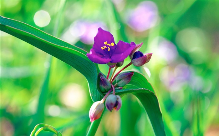 Purple Flowers Wild Flower Photography Picture Views:14504 Date:2011/7/5 9:40:14