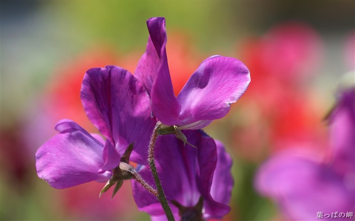 紫色のアイリスの花 - ブラッドアイリス画像 ブラウズ:10266