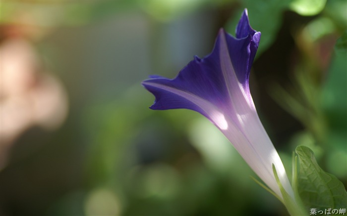 Purple morning glory-HD foto de la fotografía de flores Vistas:14034