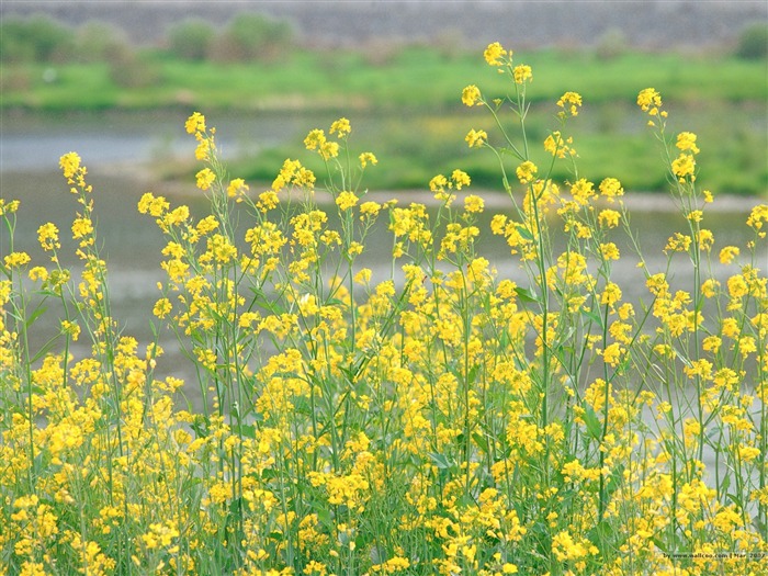 在領域圖片的油菜花 查看次數:9019