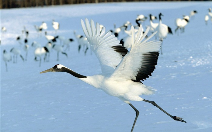 Red-Crowned Crane Hokkaido Japan Views:19573 Date:2011/7/15 1:37:12