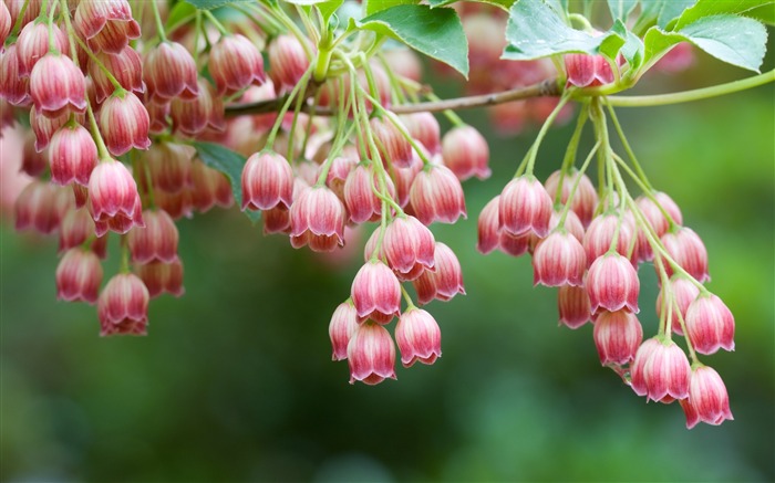 Red Bells Wallpaper Views:23415 Date:2011/7/22 7:10:03