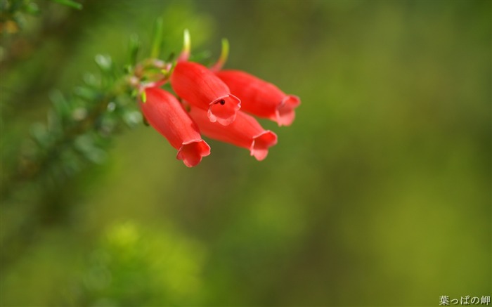 Flores rojas de Erica mammosa-HD Erica Flower Picture Vistas:12576