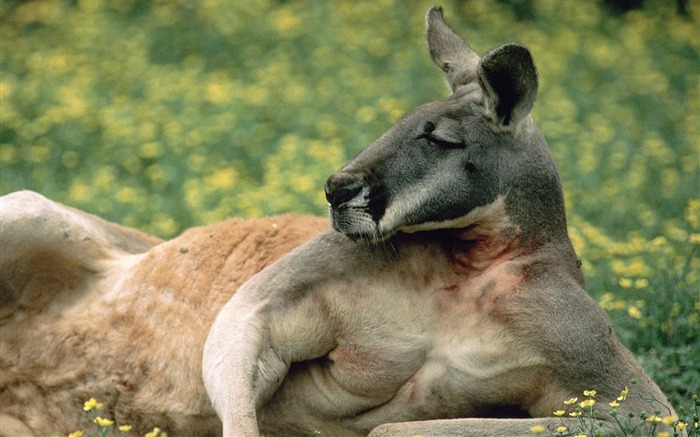 Red Kangaroo Australia Views:15386 Date:2011/7/15 1:36:57