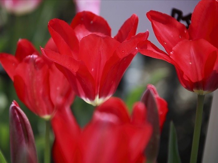 Red tulips Picture Views:6444 Date:2011/7/20 17:41:19