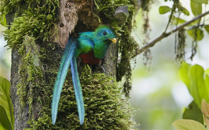 Resplendent Quetzal Costa Rica Views:20466 Date:2011/7/15 1:37:35