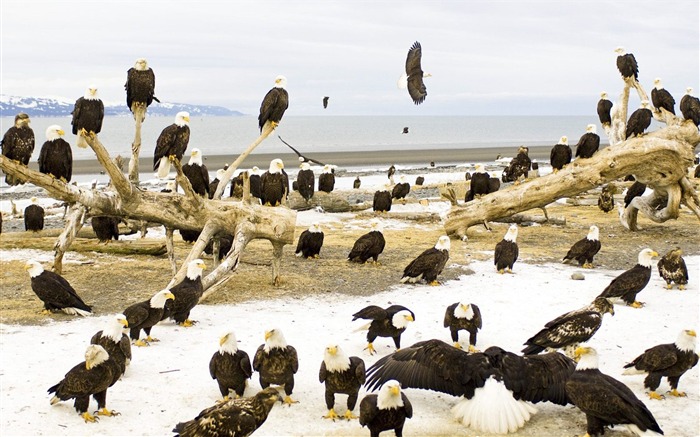 Descansando Bald Eagles Kachemak Bay Kenai Peninsula Alaska Visualizações:9034