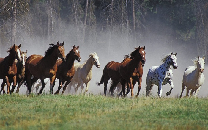 Roundup on the Ranch Montana Visualizações:15720