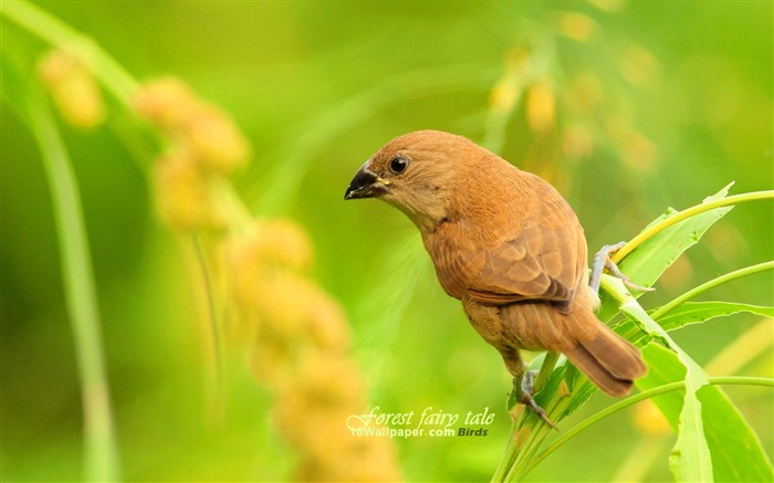 Scaly-breasted Munia-spring woodland birds wallpaper 01 Views:10878 Date:2011/7/8 16:39:02