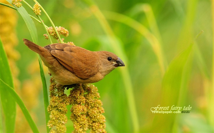 Scaly-breasted Munia-spring woodland birds wallpaper Views:11424 Date:2011/7/8 16:39:24