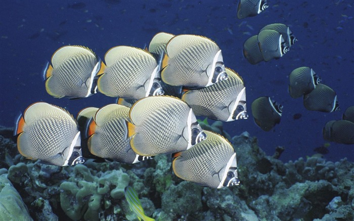 School of Collared Butterflyfish Thailand Views:9039 Date:2011/7/15 1:38:39