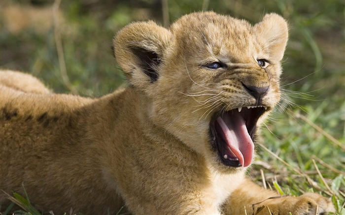 Sete semanas de leão africano velho bocejando reserva nacional de Masai Mara Visualizações:11048