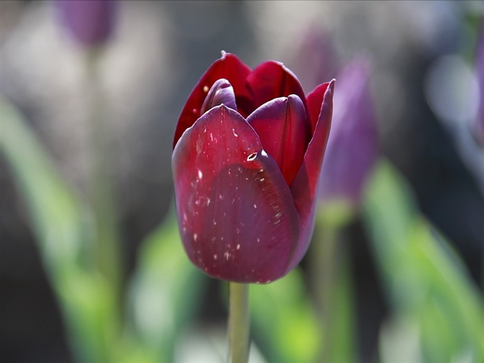 Tulipa única - foto vermelha da foto da tulipa vermelha Visualizações:5675