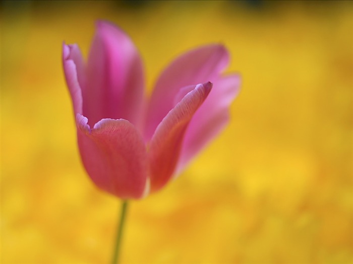 Tulipa única - Tulipa rosa em imagem de campo Visualizações:5239