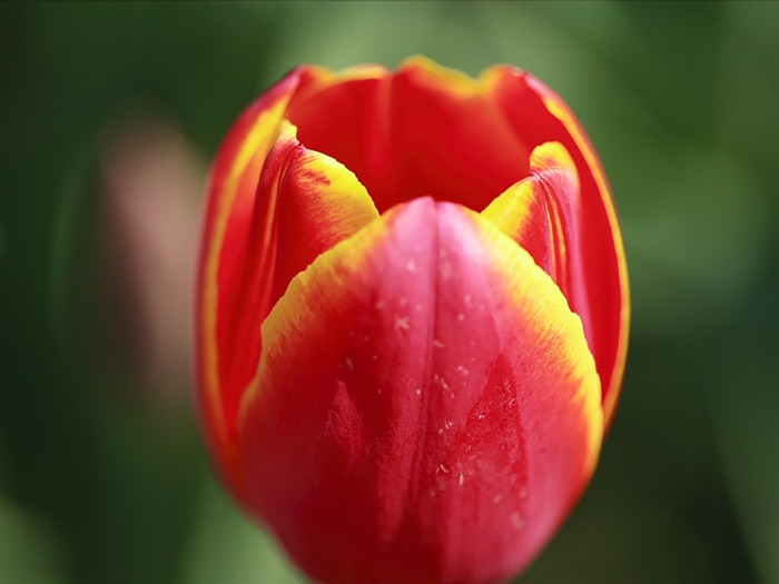 Tulipa única - Imagem amarela vermelha da tulipa Visualizações:5439