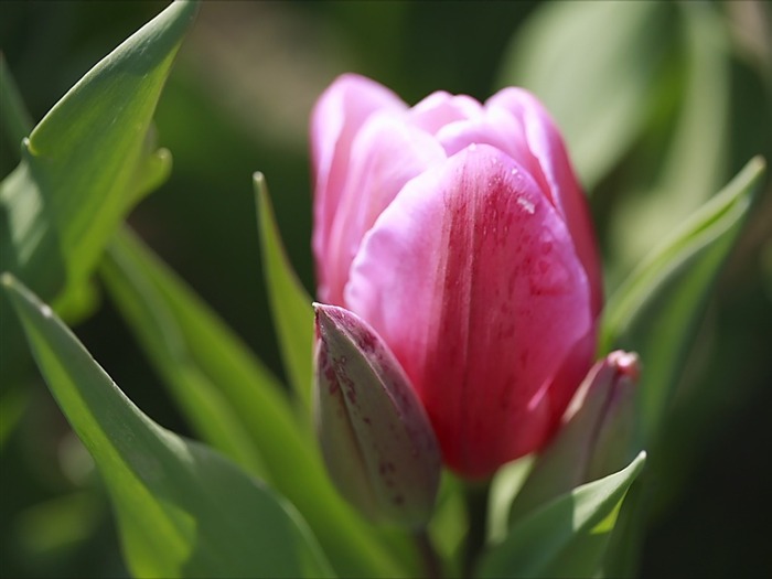 Single Tulip and Bud Picture Views:6171 Date:2011/7/20 17:41:36