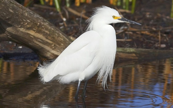 Egret nevado Visualizações:11524