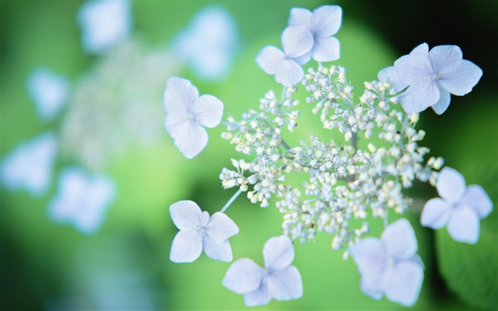 ソフトフォーカスの写真 - 06薄暗いロマンチック花 ブラウズ:15000