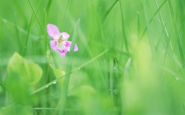 ソフトフォーカスの写真 - 08薄暗いロマンチック花 ブラウズ:11261