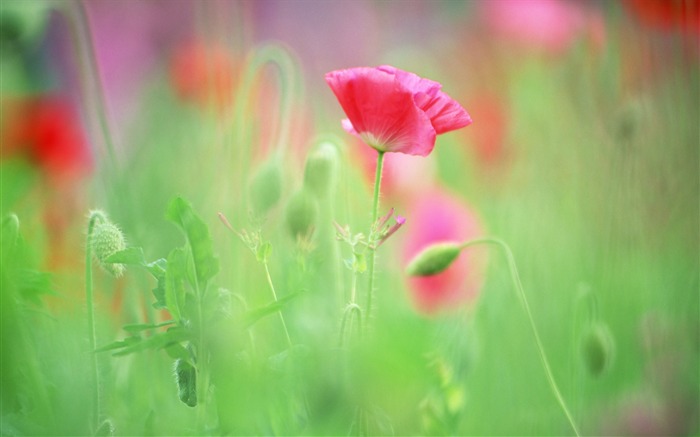 ソフトフォーカスの写真 - 09薄暗いロマンチック花 ブラウズ:17826