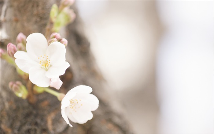 ソフトフォーカスの写真 - 13薄暗いロマンチック花 ブラウズ:17667