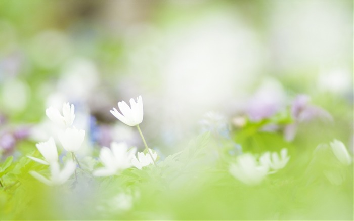 ソフトフォーカスの写真 - 19薄暗いロマンチック花 ブラウズ:8744