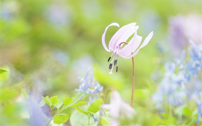 ソフトフォーカスの写真 - 22薄暗いロマンチック花 ブラウズ:9260