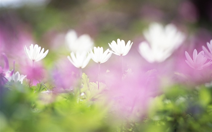 ソフトフォーカスの写真 - 24薄暗いロマンチック花 ブラウズ:9910