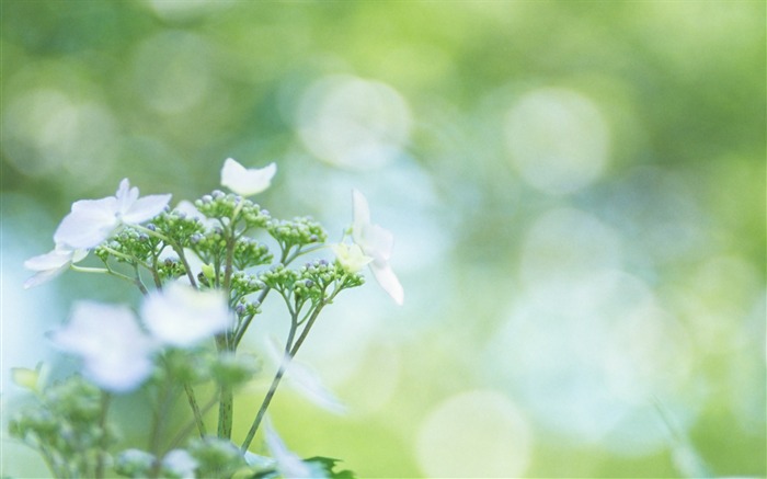 ソフトフォーカスの写真 - 26薄暗いロマンチック花 ブラウズ:8626